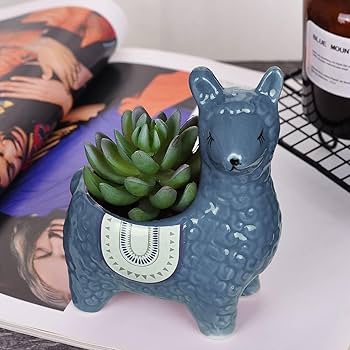 青緑色の陶器鉢 多肉植物*10 青緑色の多肉植物 陶器鉢付き*10 陶器鉢 植木鉢 底穴あり